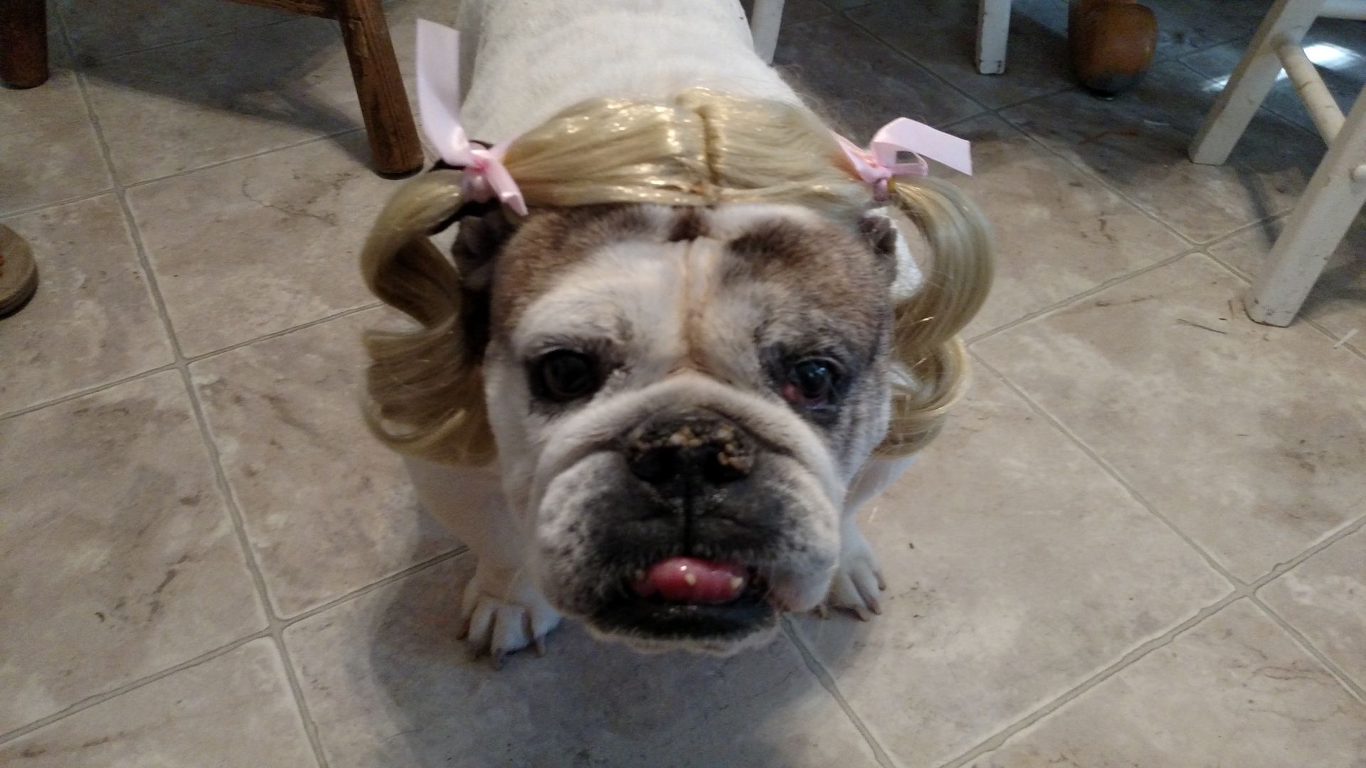 Pets in costume